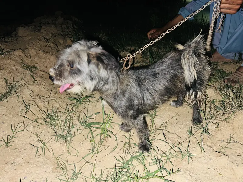 Poddle female black — photo 2