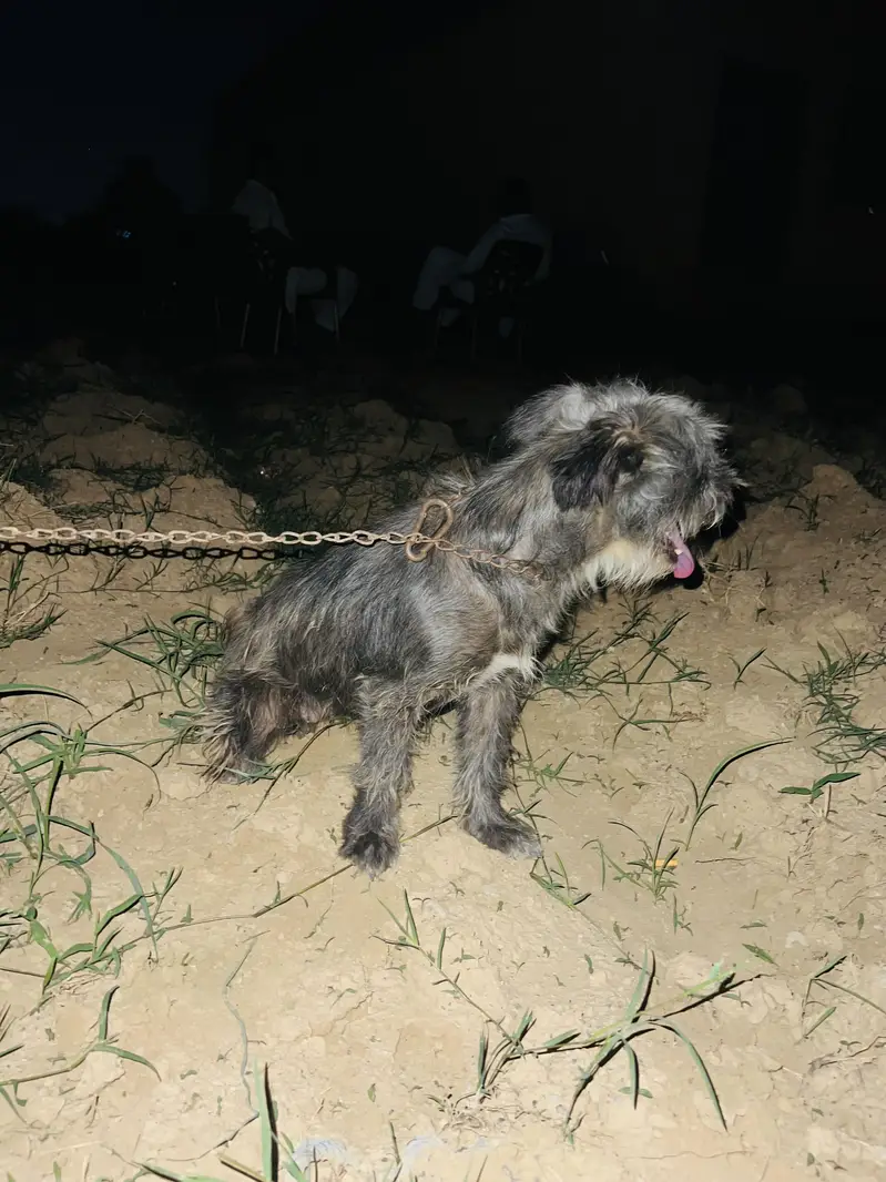 Poddle female black — photo 3