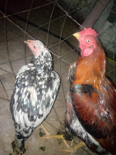 sale hens