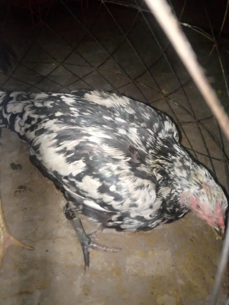 sale hens — photo 2