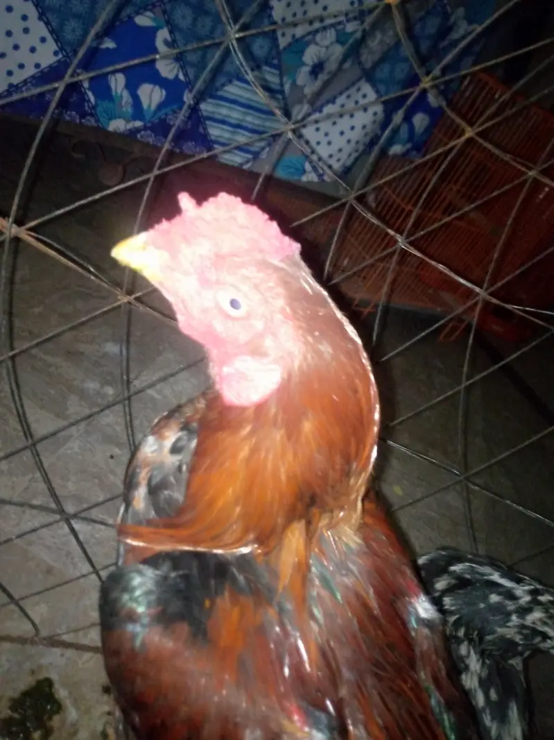 sale hens — photo 3