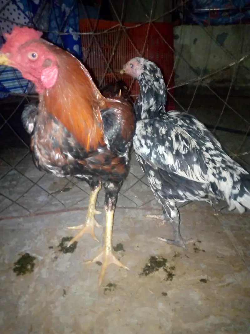 sale hens — photo 4