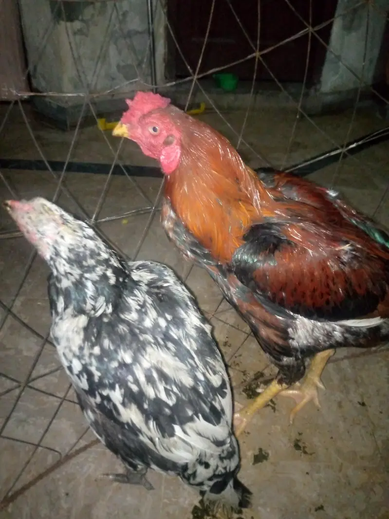 sale hens — photo 5