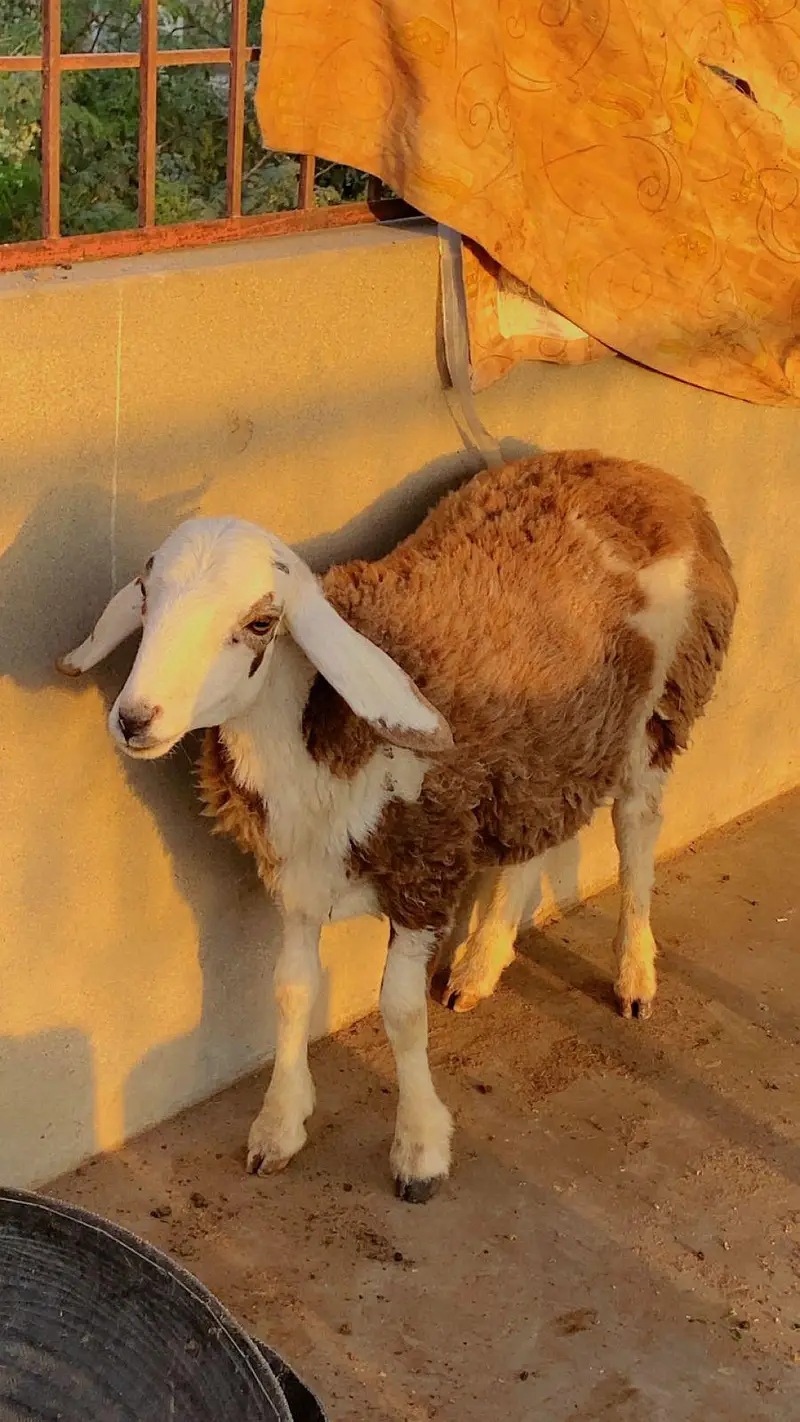 PALAI service (animal take care) — photo 4