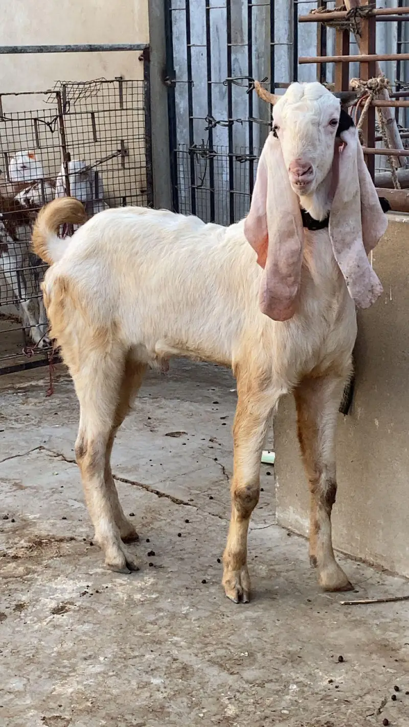PALAI service (animal take care) — photo 5
