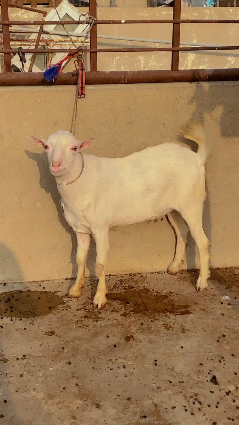 PALAI service (animal take care) — photo 7