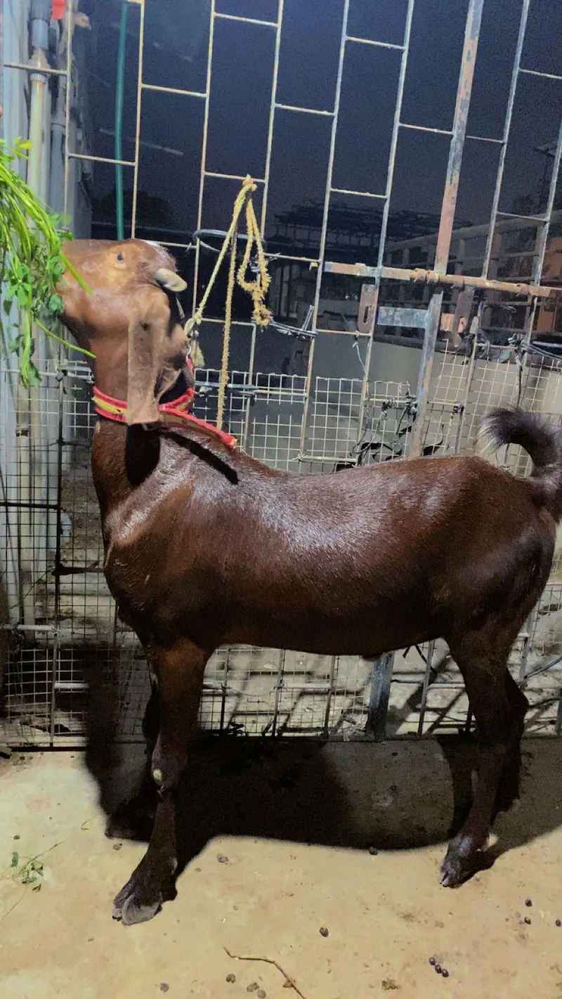 PALAI service (animal take care) — photo 9