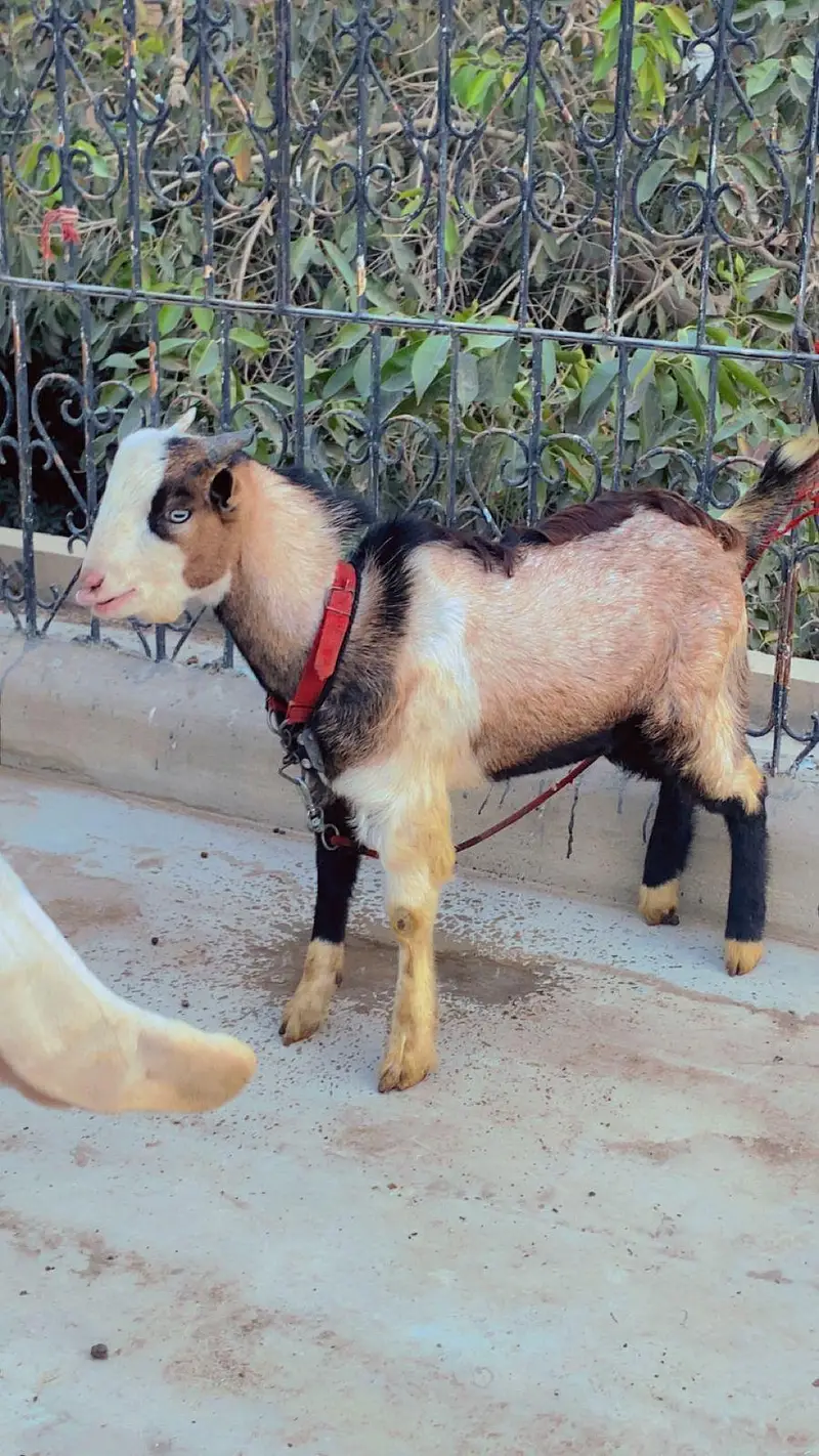 PALAI service (animal take care) — photo 10