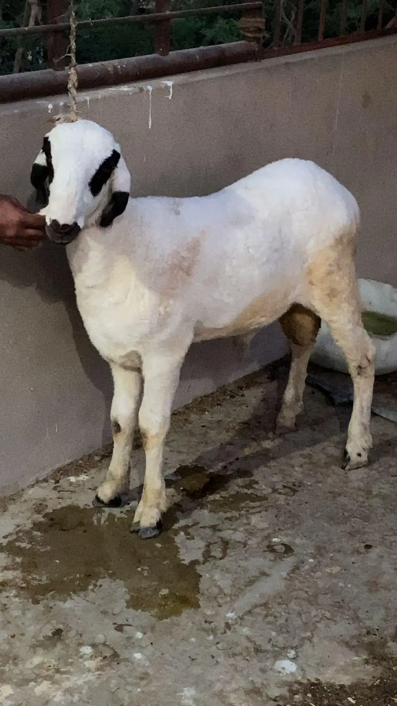 PALAI service (animal take care) — photo 11