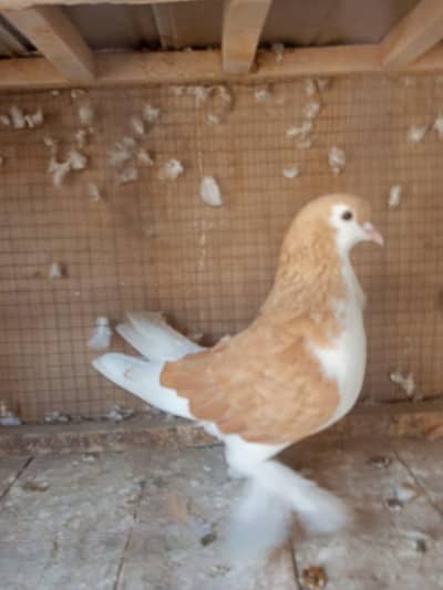 pegion for sale urgent