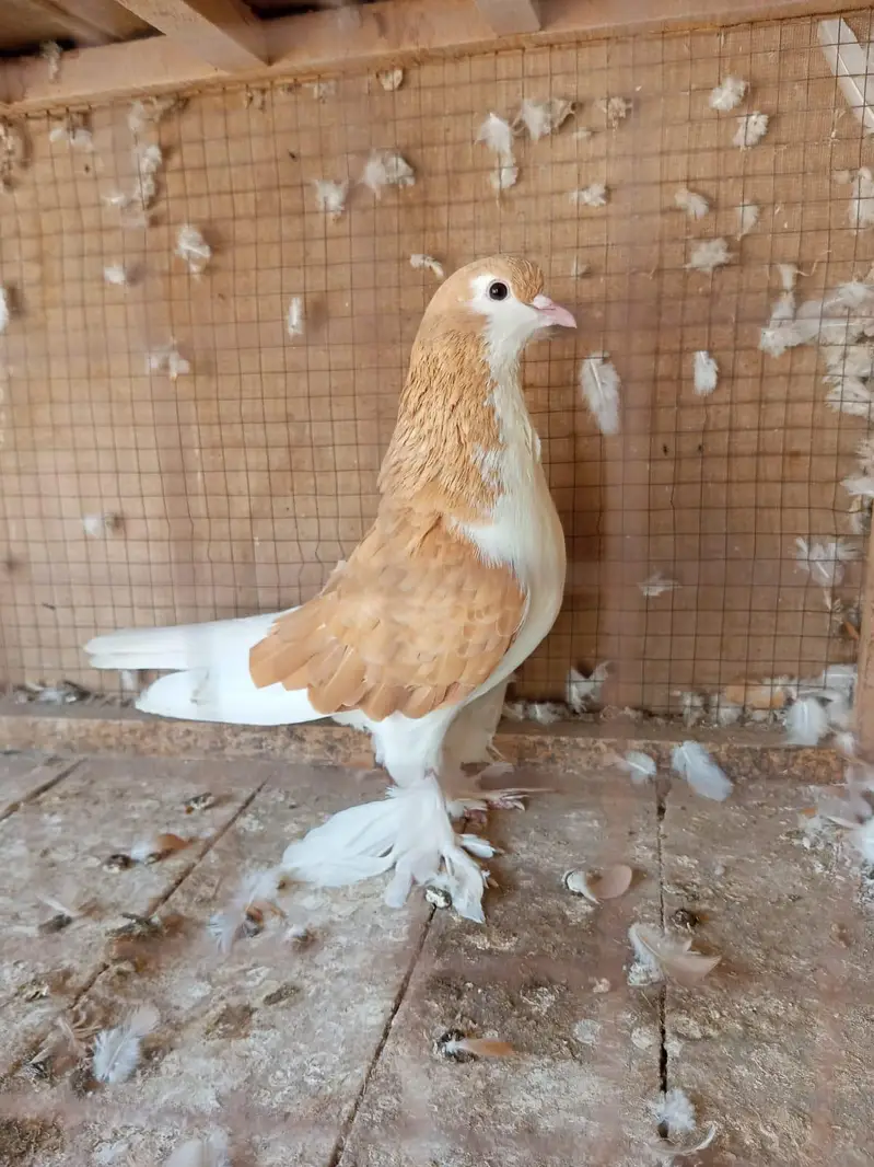 pegion for sale urgent — photo 3