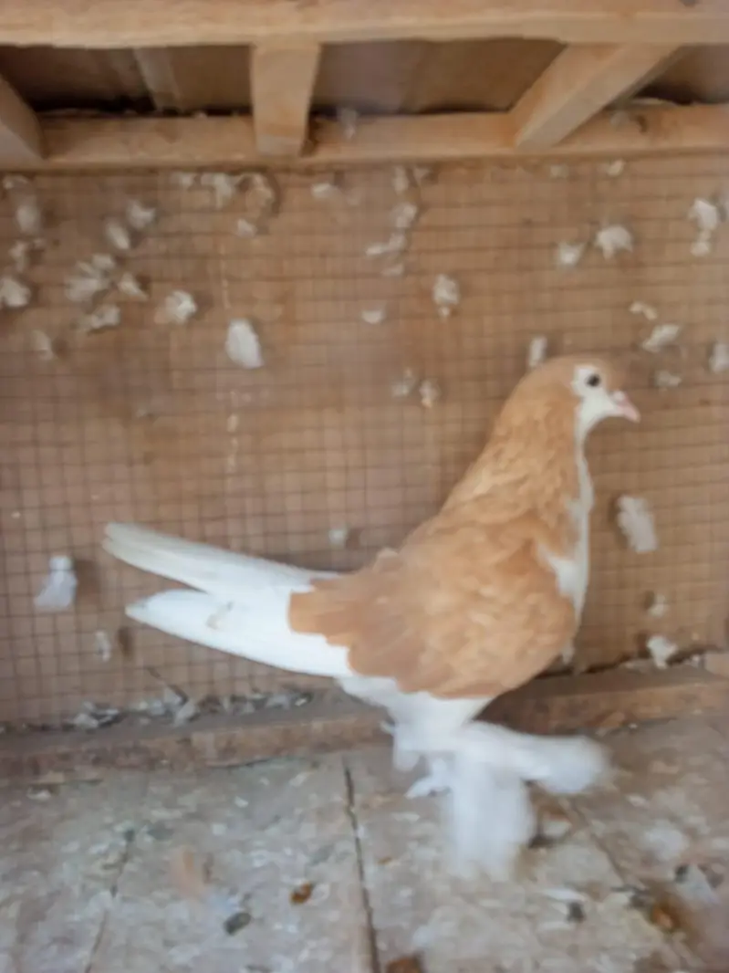 pegion for sale urgent — photo 4