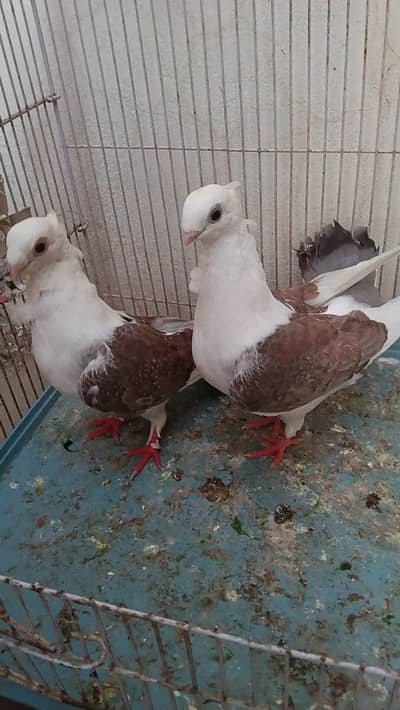 SENTIENT Breeder Pair For sale