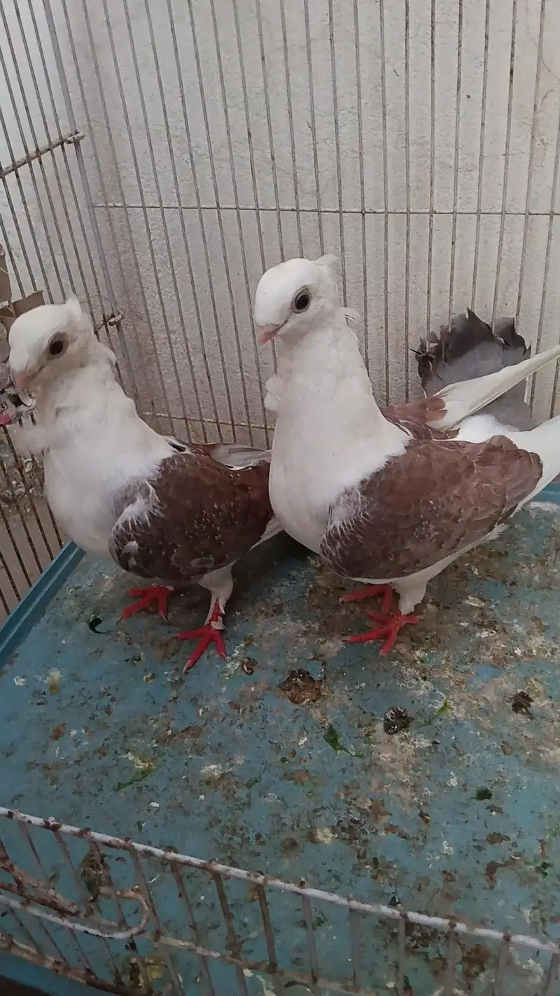 SENTIENT Breeder Pair For sale