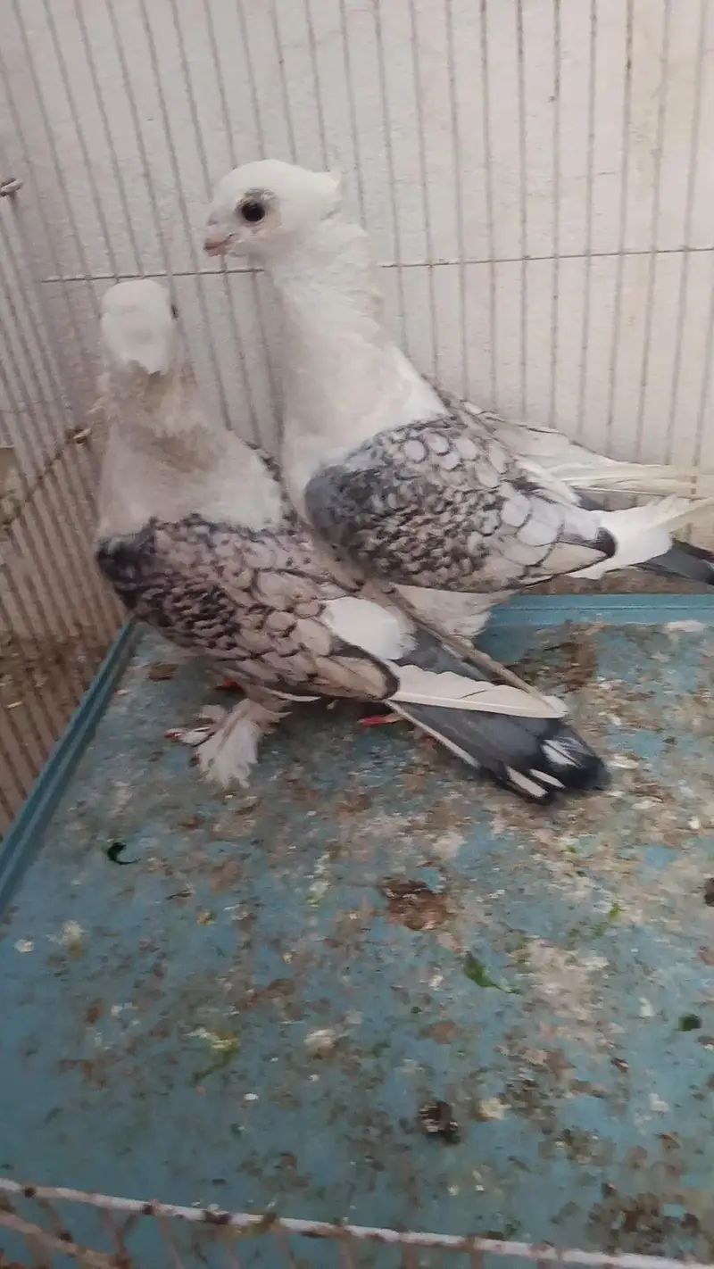 SENTIENT Breeder Pair For sale — photo 2