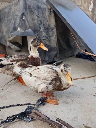 ducks for sale eggs lying