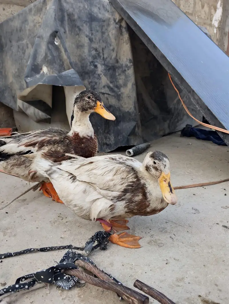 ducks for sale eggs lying