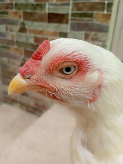 TOP QUALITY Heera Madi for sale