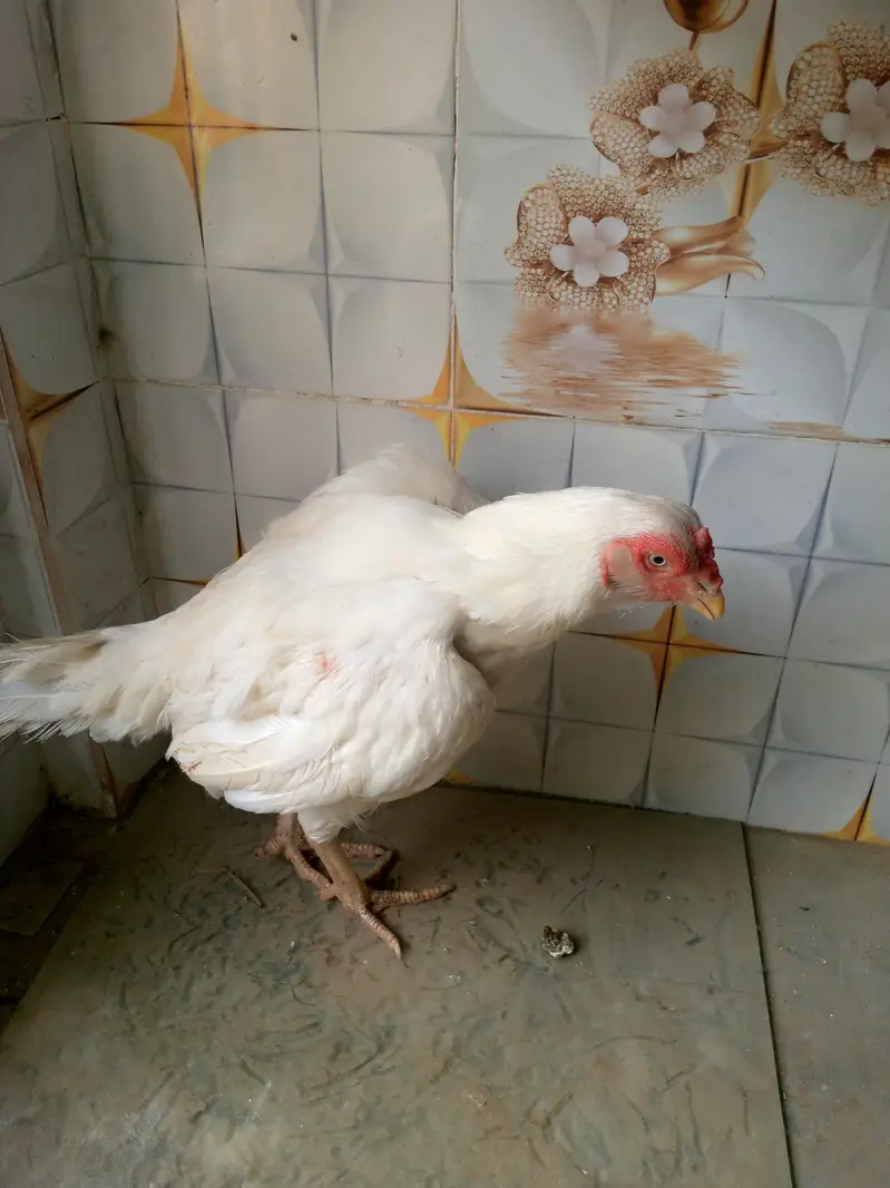 TOP QUALITY Heera Madi for sale — photo 3