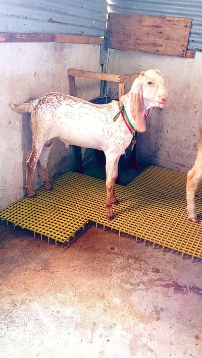 maka cheni Bakra 7 man