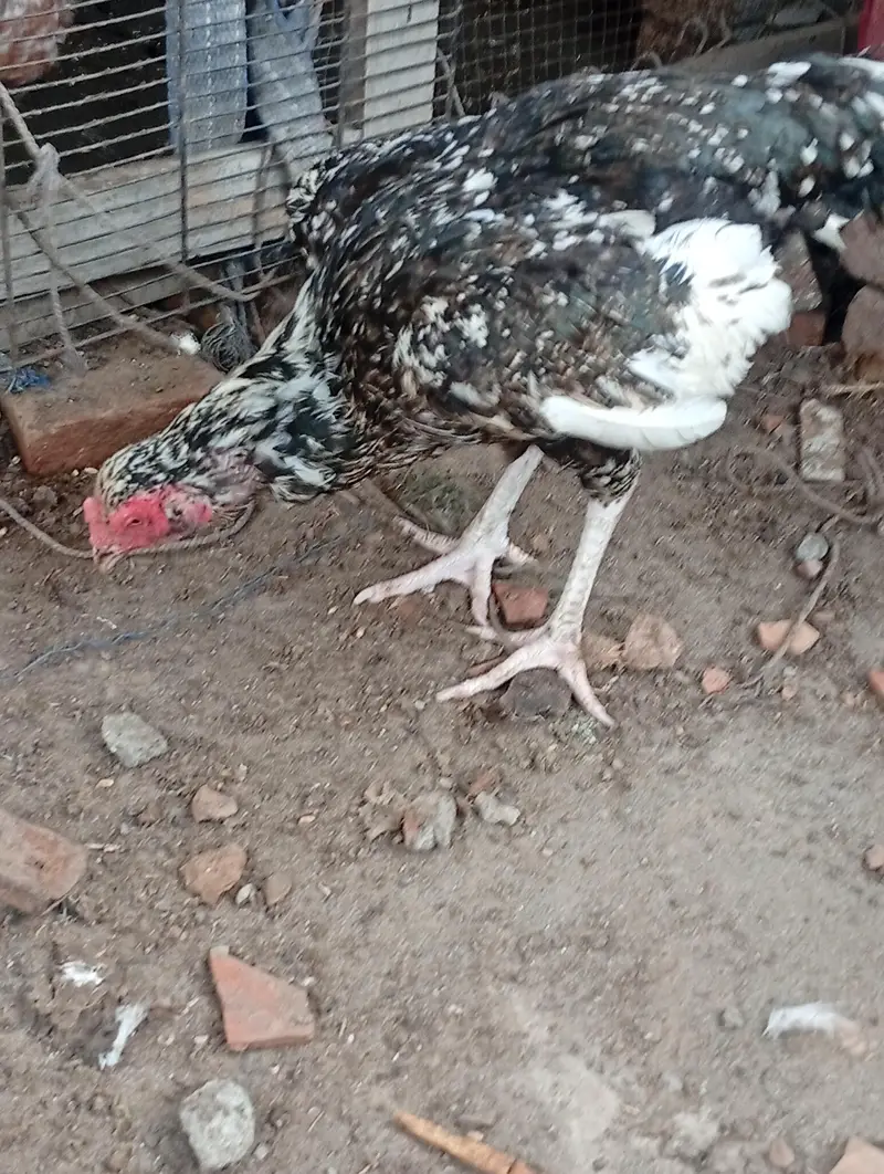 aseel cheeni hens — photo 4