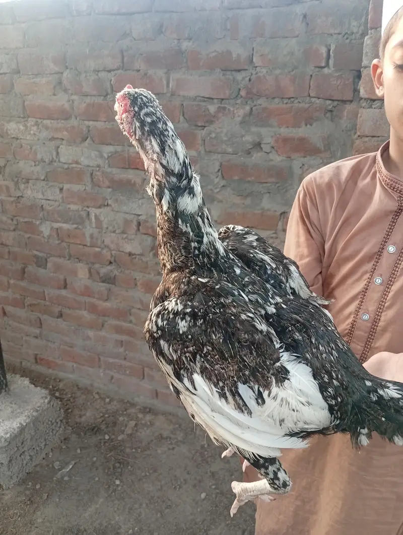 aseel cheeni hens — photo 5
