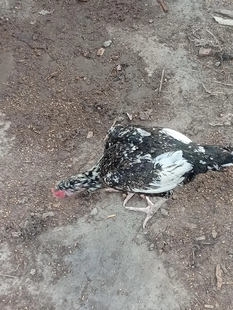 aseel cheeni hens — photo 6