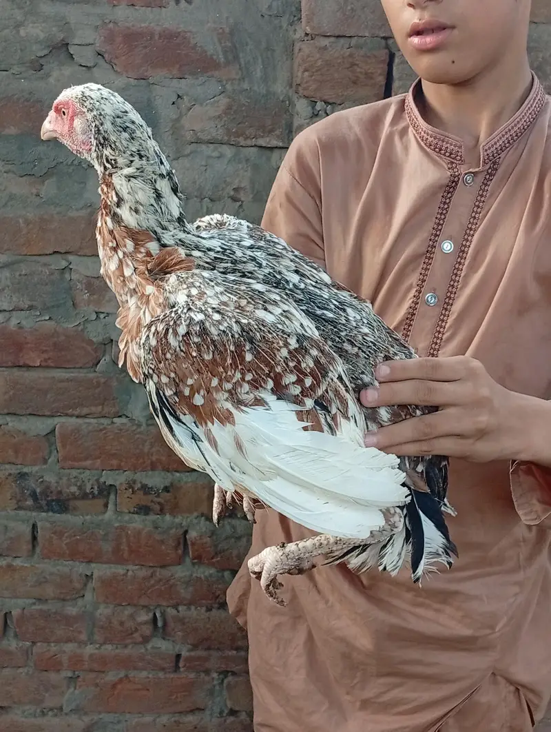 aseel cheeni hens — photo 7
