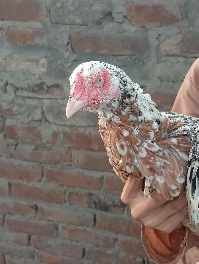 aseel cheeni hens — photo 8