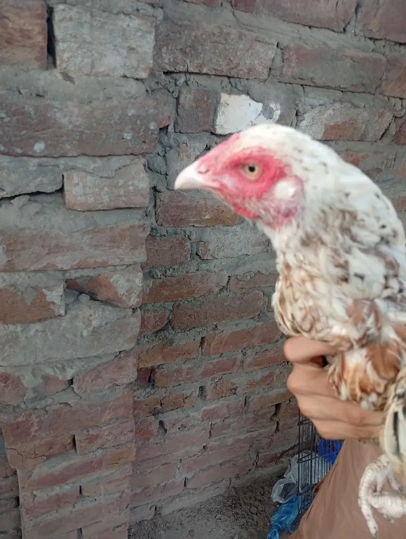 aseel cheeni hens — photo 9