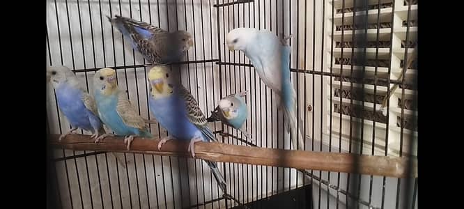 budgie  fawn jawa