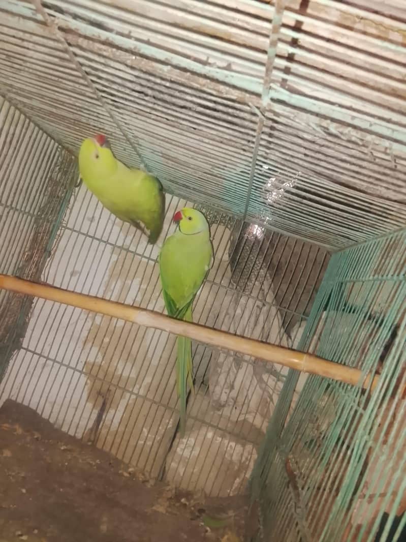 ring neck pair 0