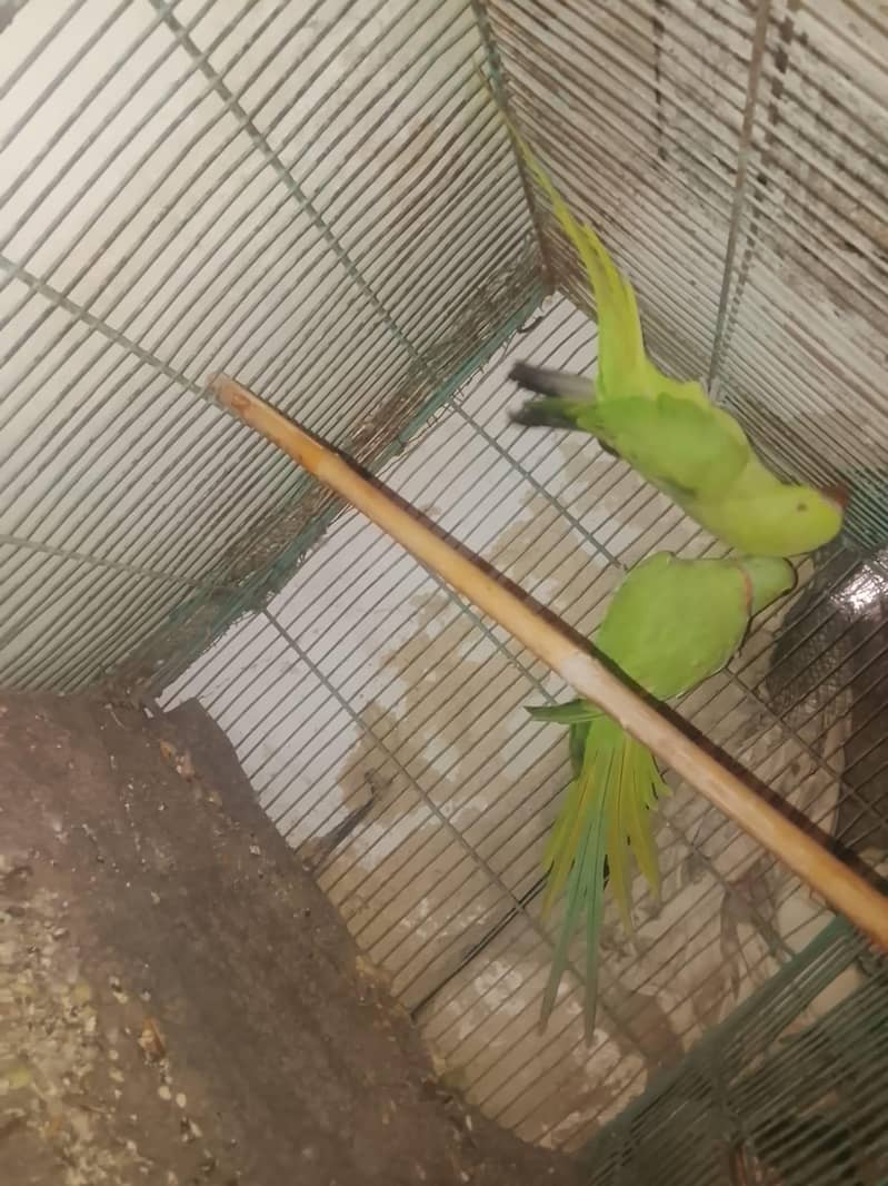 ring neck pair 1