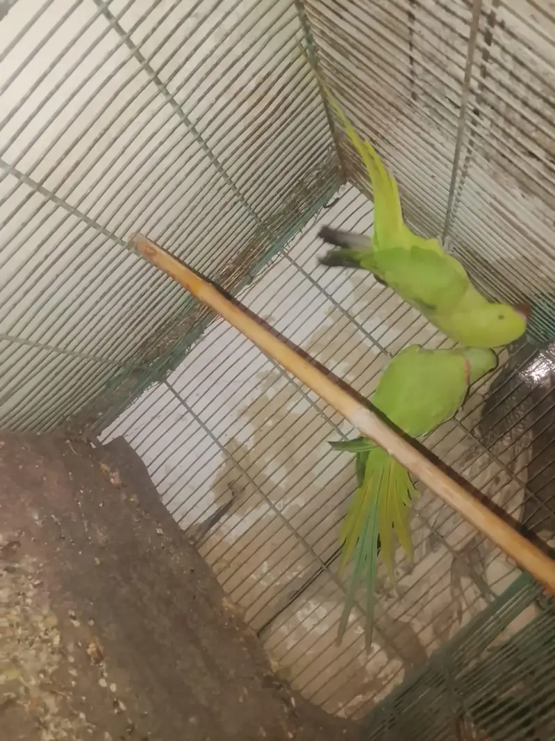 ring neck pair — photo 2
