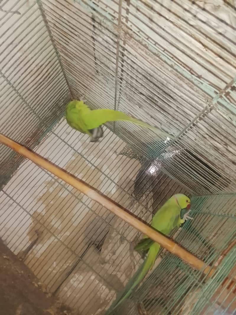 ring neck pair 2