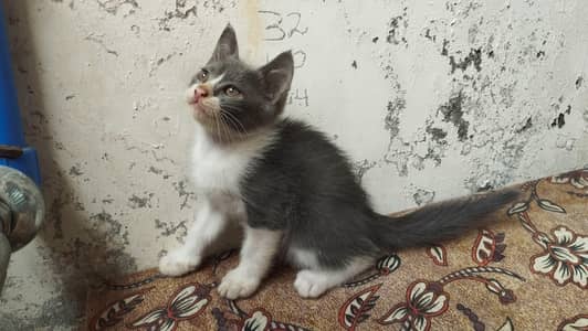 Sale Persion Cat