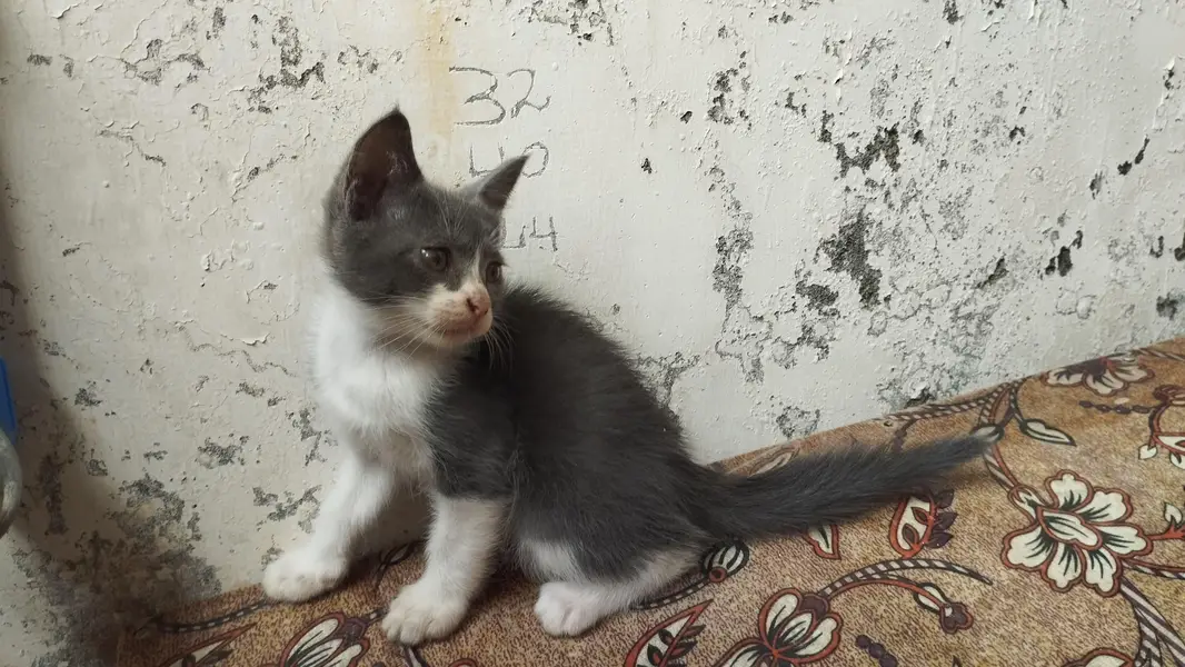 Sale Persion Cat — photo 2