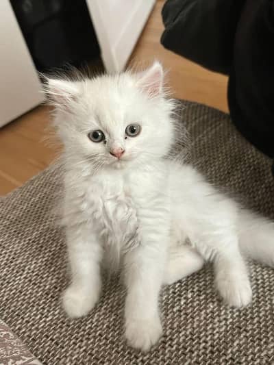 White Persian male kitten, yellow eyes