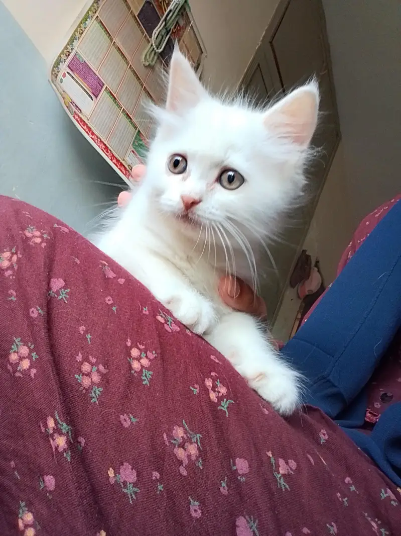 White Persian male kitten, yellow eyes — photo 2