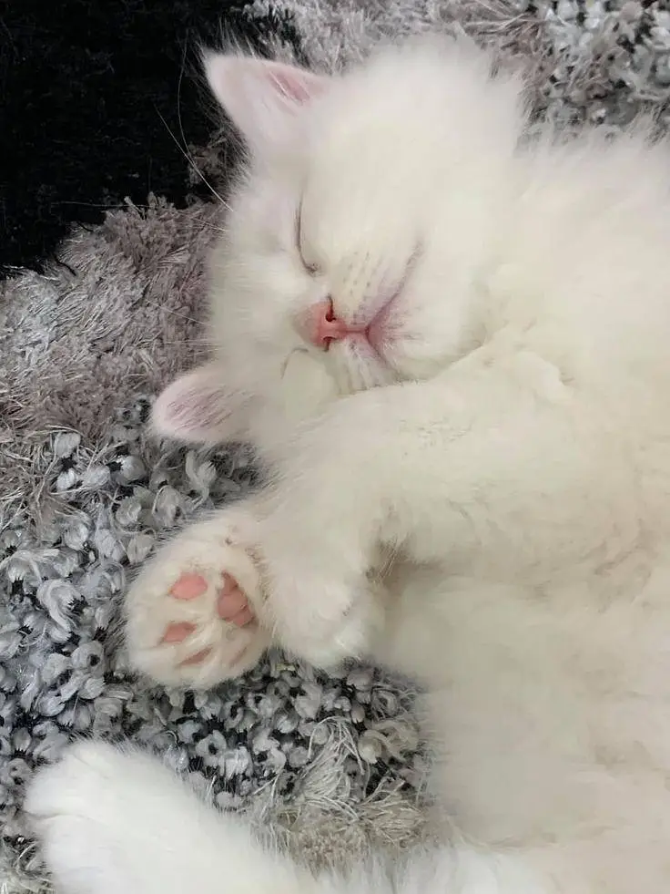 White Persian male kitten, yellow eyes — photo 3