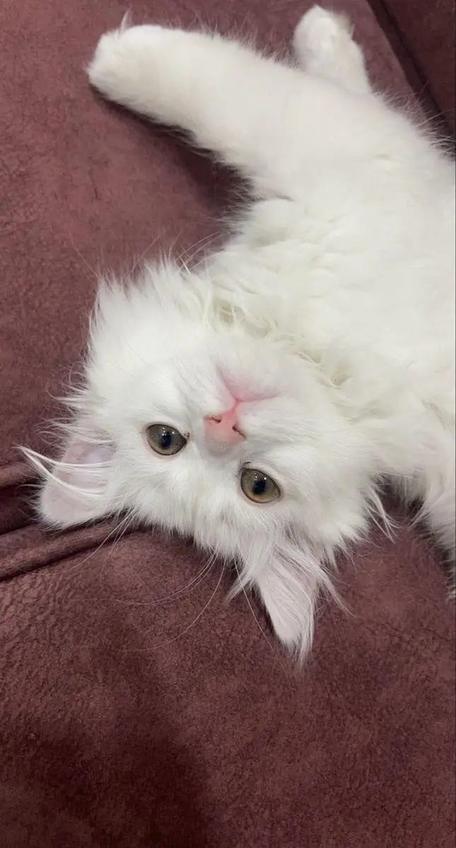 White Persian male kitten, yellow eyes — photo 4