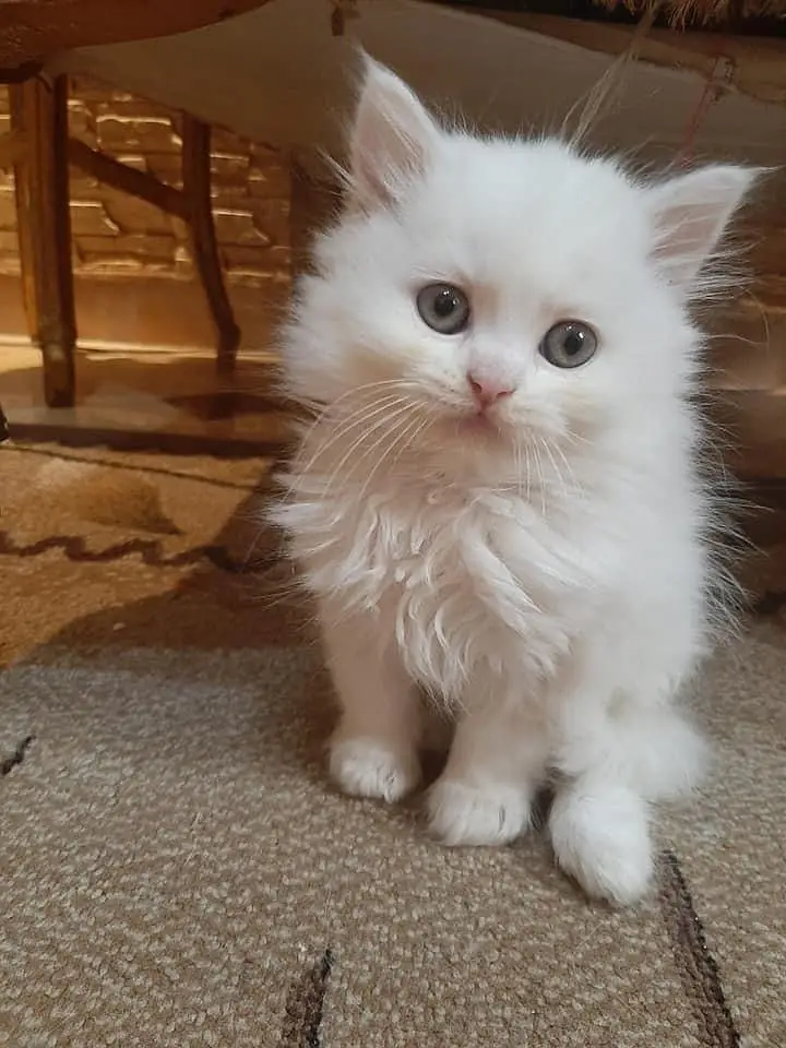 White Persian male kitten, yellow eyes — photo 5