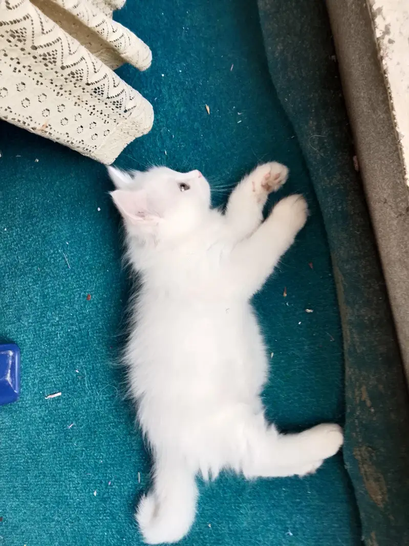 White Persian male kitten, yellow eyes — photo 6