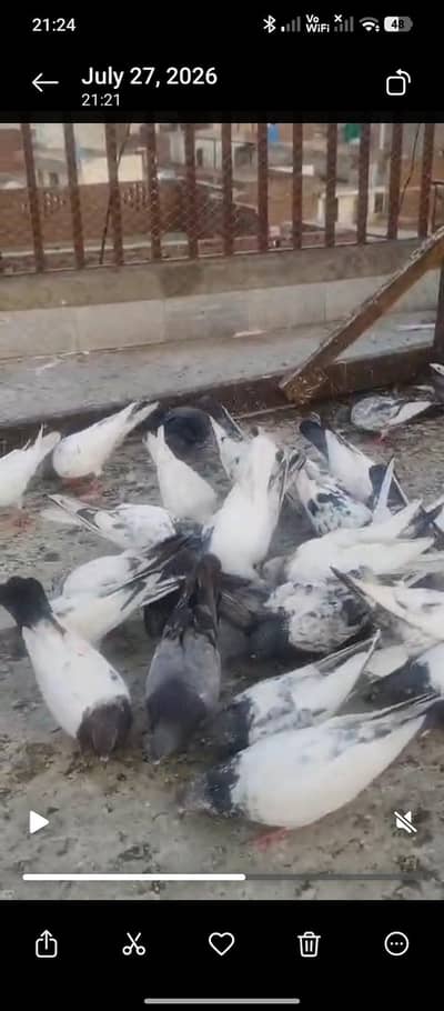 pigeons
