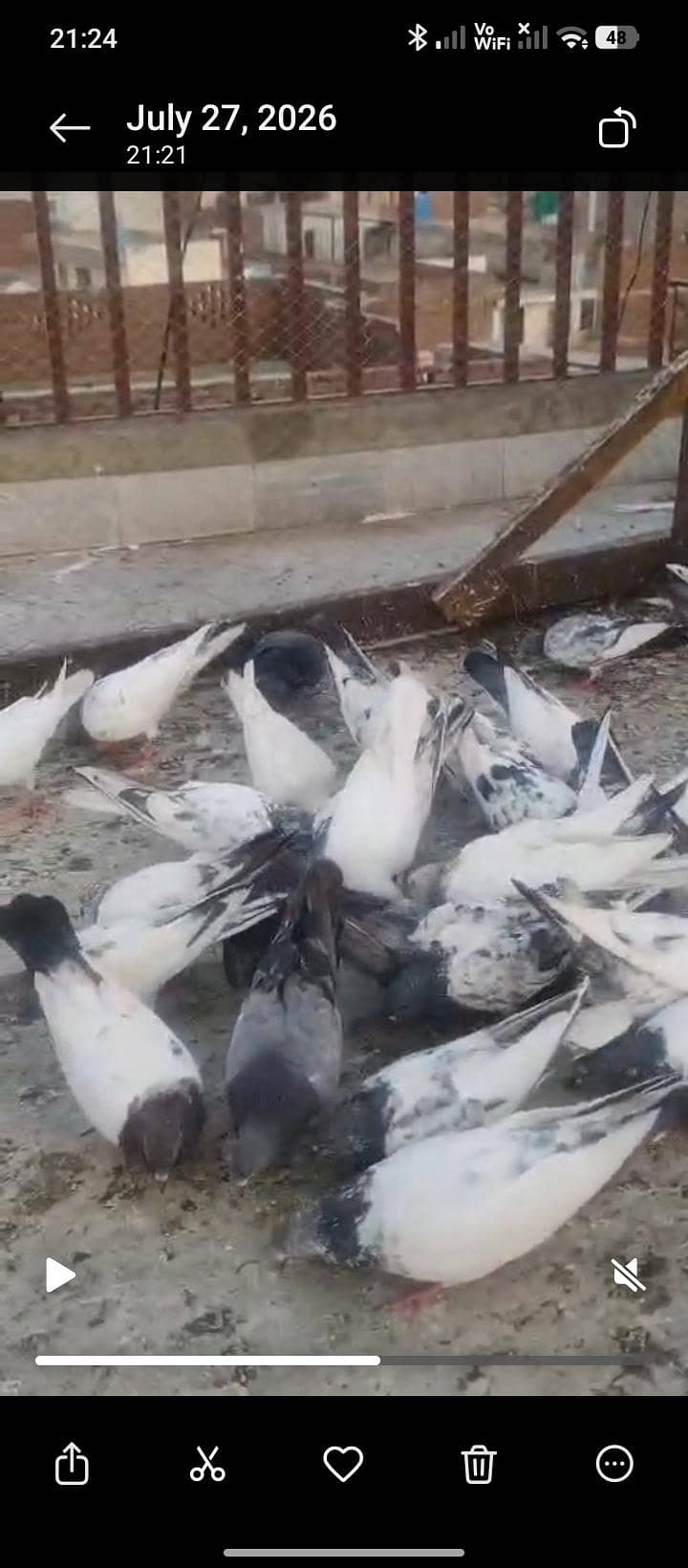 pigeons 0
