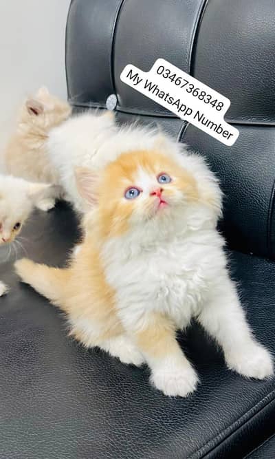 person kitten for urgent sale