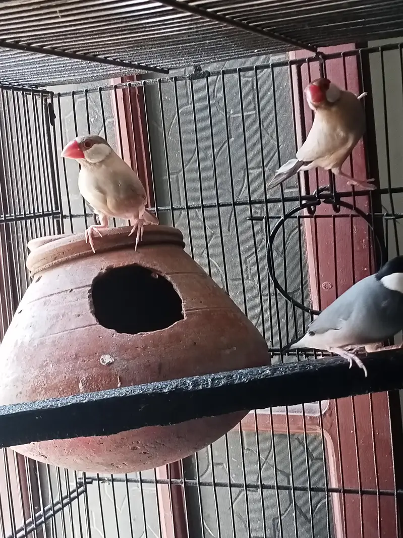 Java Ready to breed pairs Location Jaranwala Sirf call O3O669IO563 — photo 2