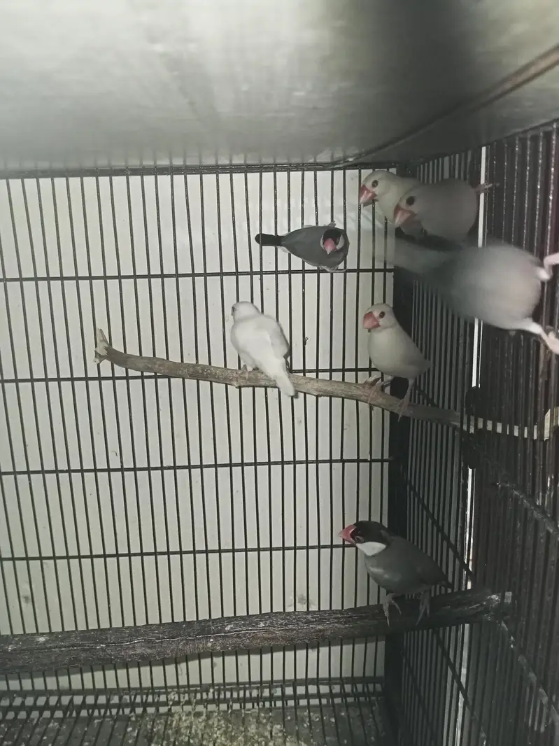 Java Ready to breed pairs Location Jaranwala Sirf call O3O669IO563 — photo 4
