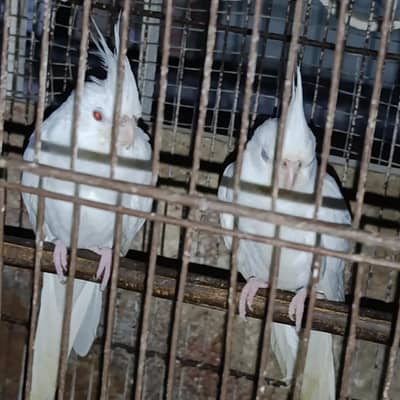 White red eye cocktail pair for sale with out cage
