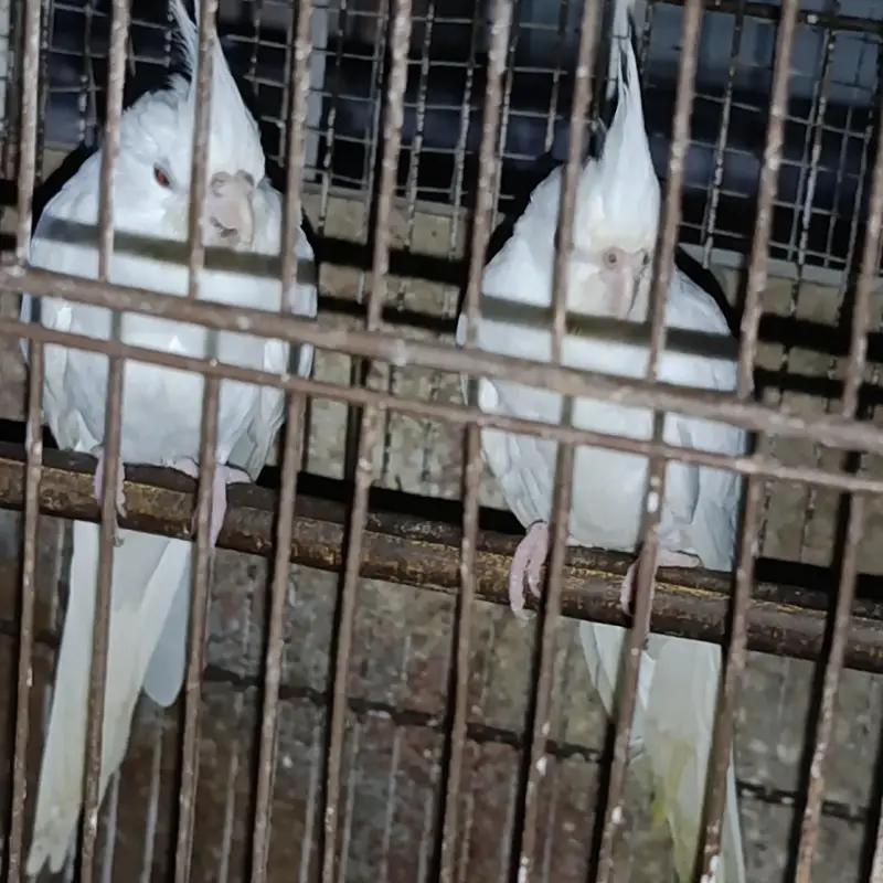 White red eye cocktail pair for sale with out cage — photo 2